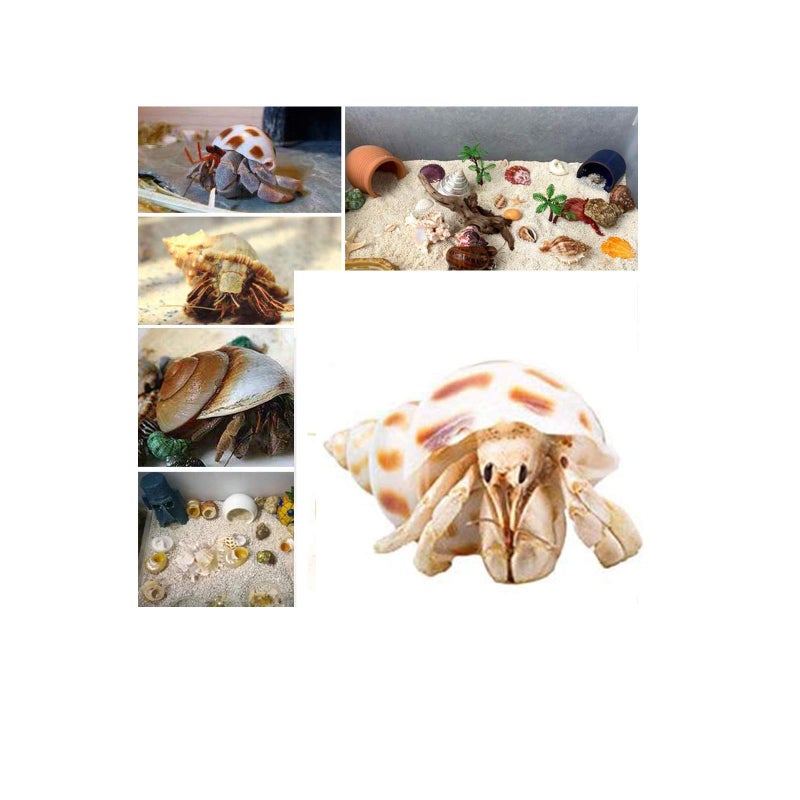 SINKOO 9PCS Hermit Crab Shells Large Small Growth Turbo Seashell Supplies Natural Sea Conch Home Decor - Image 3